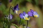 arable violets, violet plant, wild pansy, blue, blossoms, bloom, petals, garden, plants, nature, wild pansy, wild pansy, wild pansy, wild pansy, wild pansy